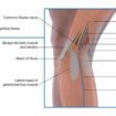 popliteal artery location