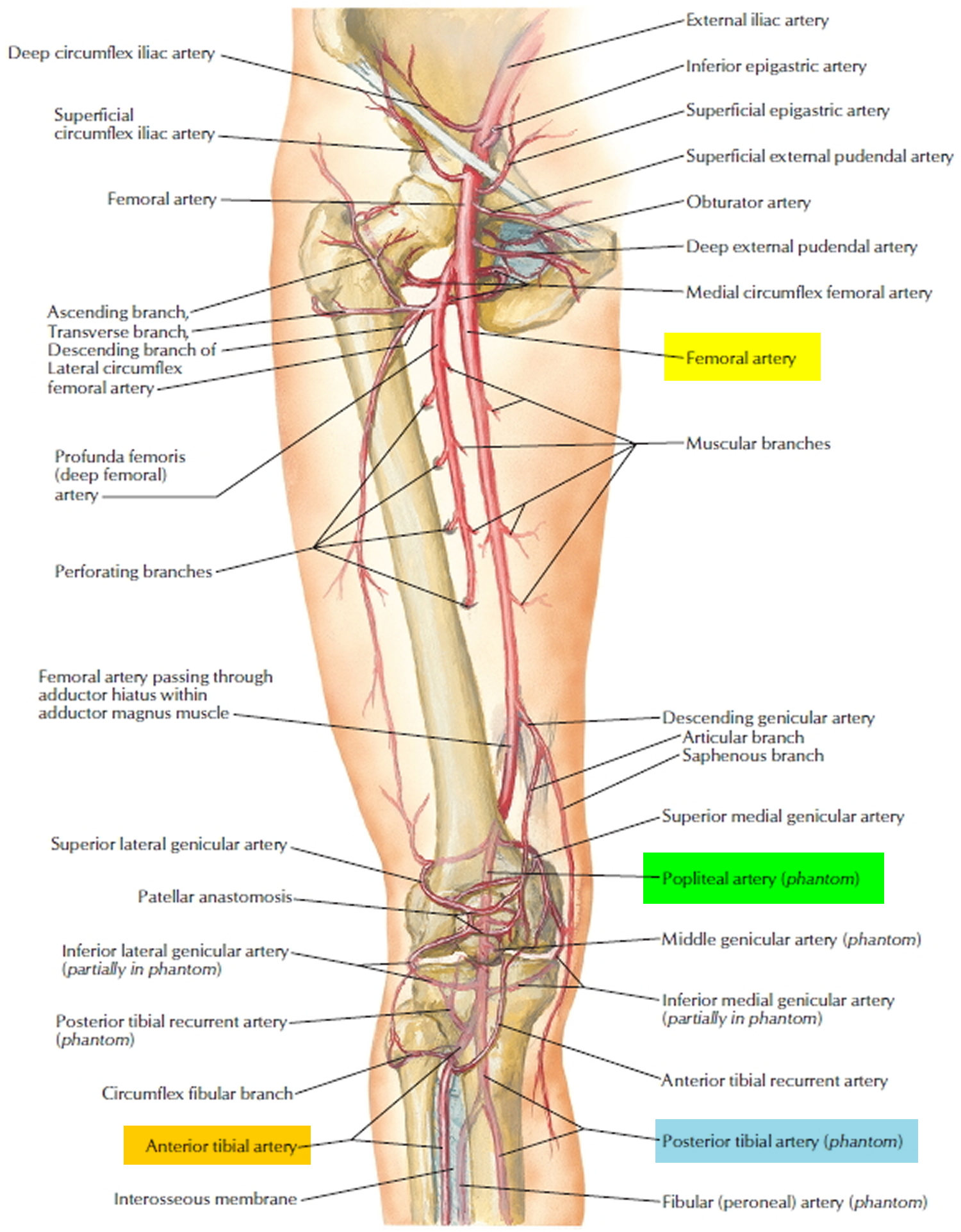 popliteal artery stenosis icd 10