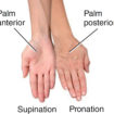 Spinal Cord Anatomy - Parts and Spinal Cord Functions