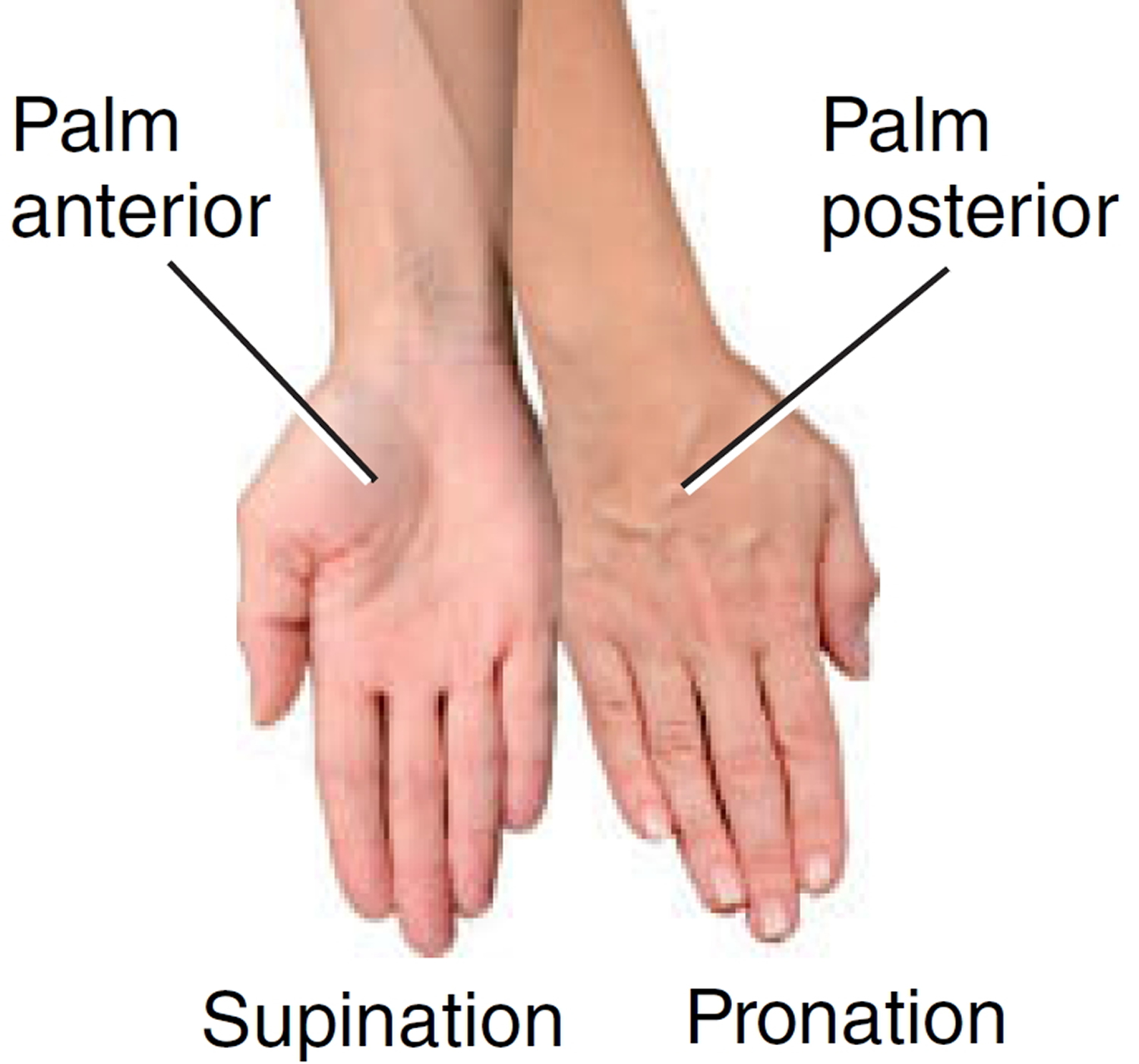 Pronation Supination Medical Term Hand Movement Outline Diagram