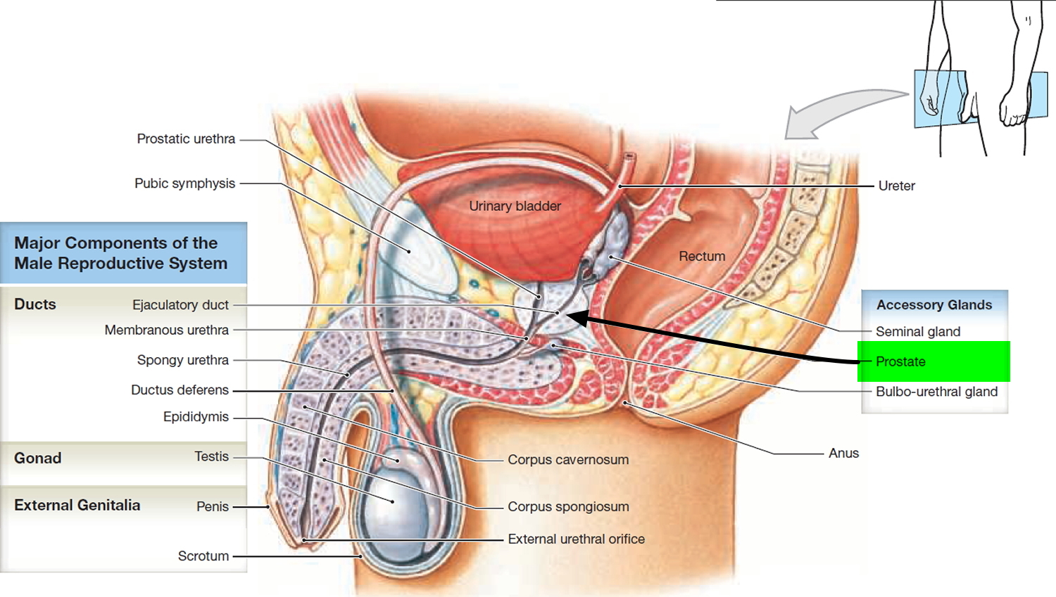 What Is The Medical Term For Excision Of The Prostate Gland