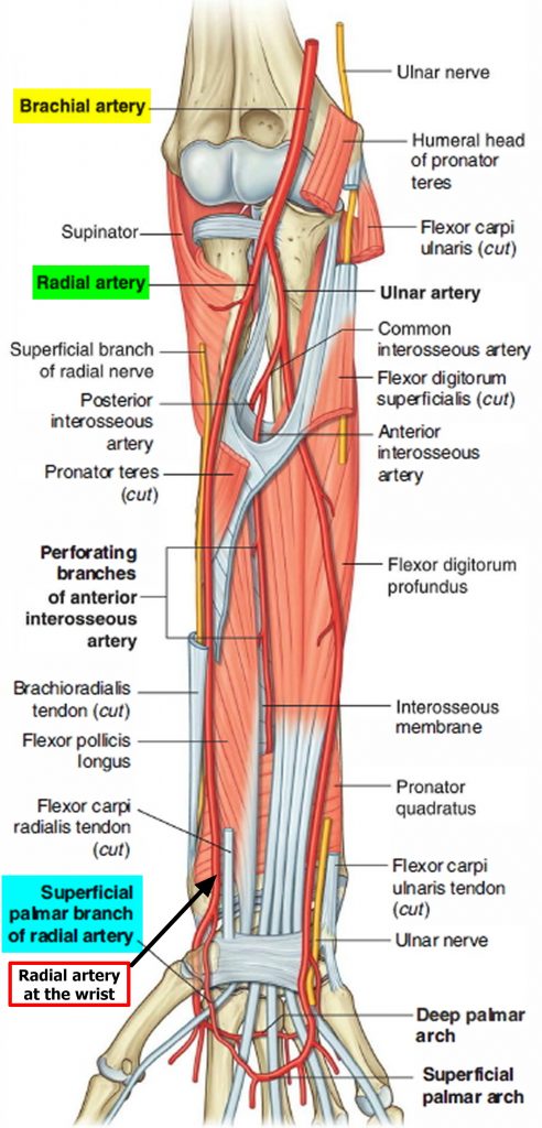 Radial Artery - Location in the Arm for Radial Artery Catheterization