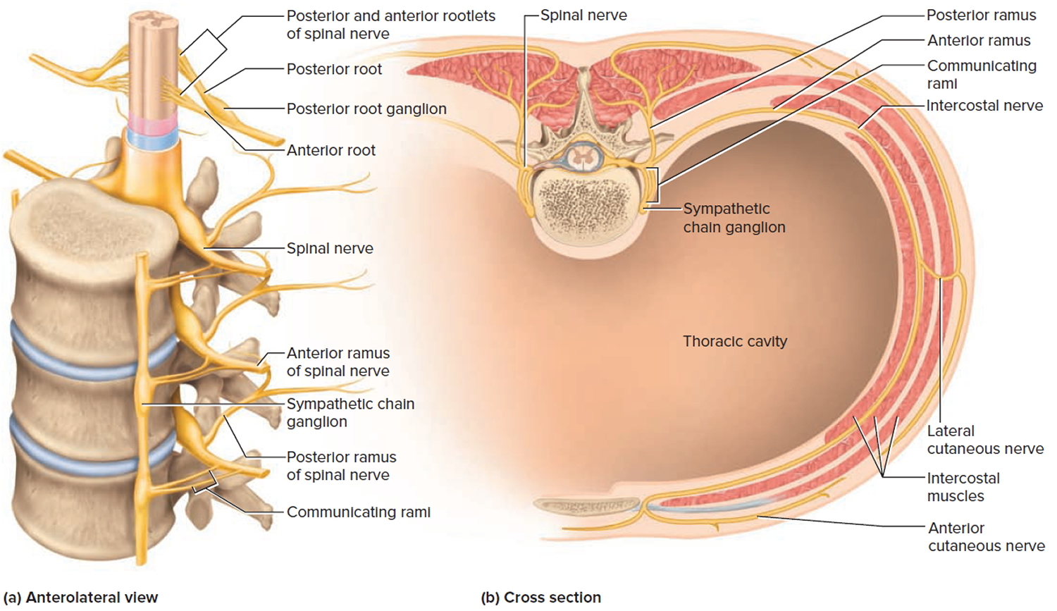 Spinal Cord Anatomy Parts And Spinal Cord Functions