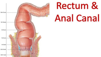 rectum anatomy