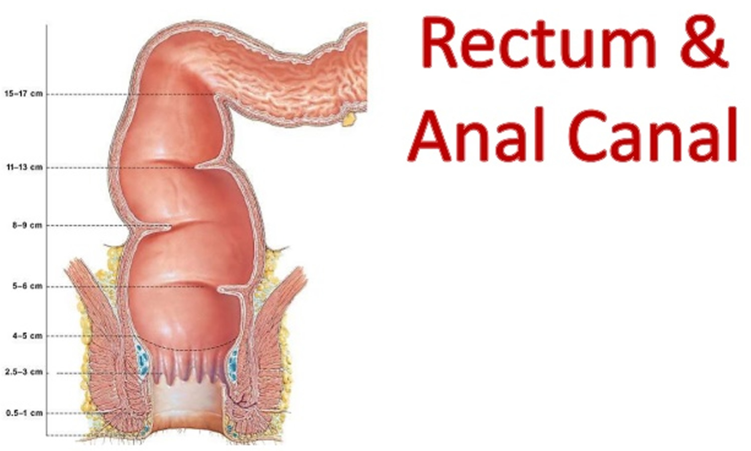 colon and rectum anatomy