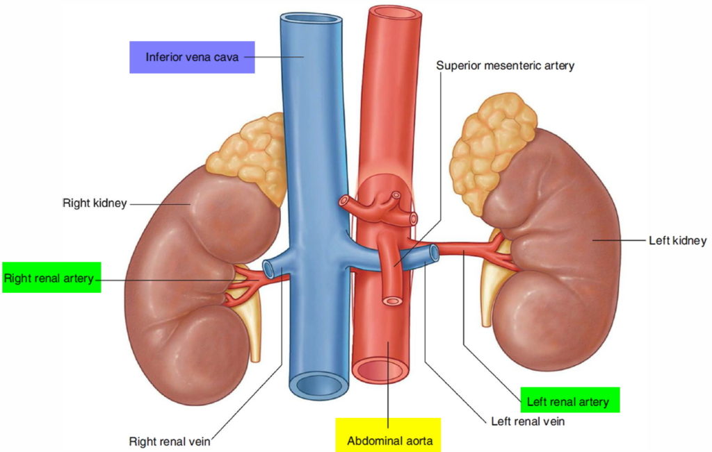 What Is The Function Of Renal Artery And Vein