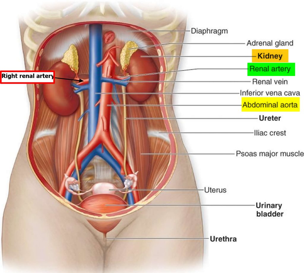 Renal Artery Function Renal Artery Stenosis And Renal Artery Aneurysm