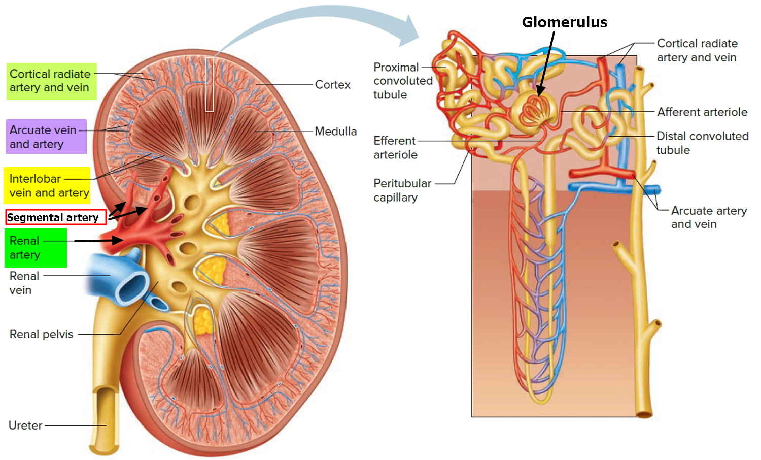 cortical radiate artery