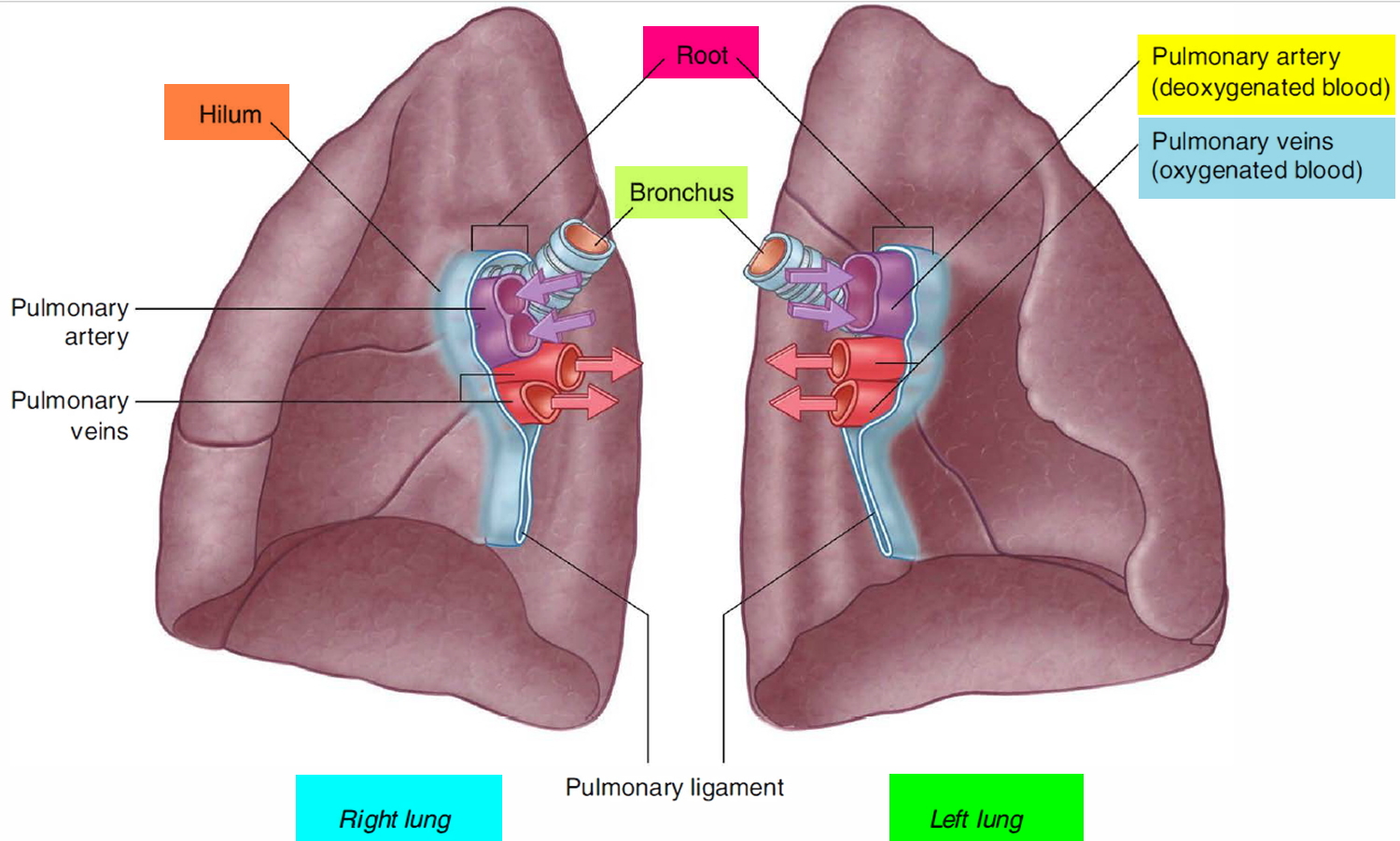 hilum of lung download