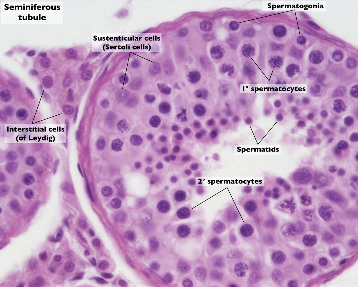 organization-of-the-testis-a-a-cross-section-through-a-testis