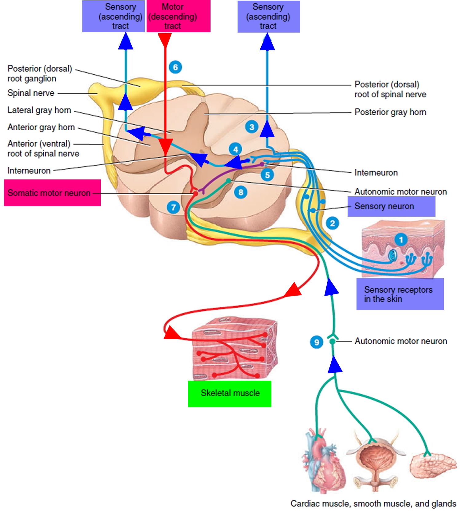 sensory input and motor output of the spinal cord