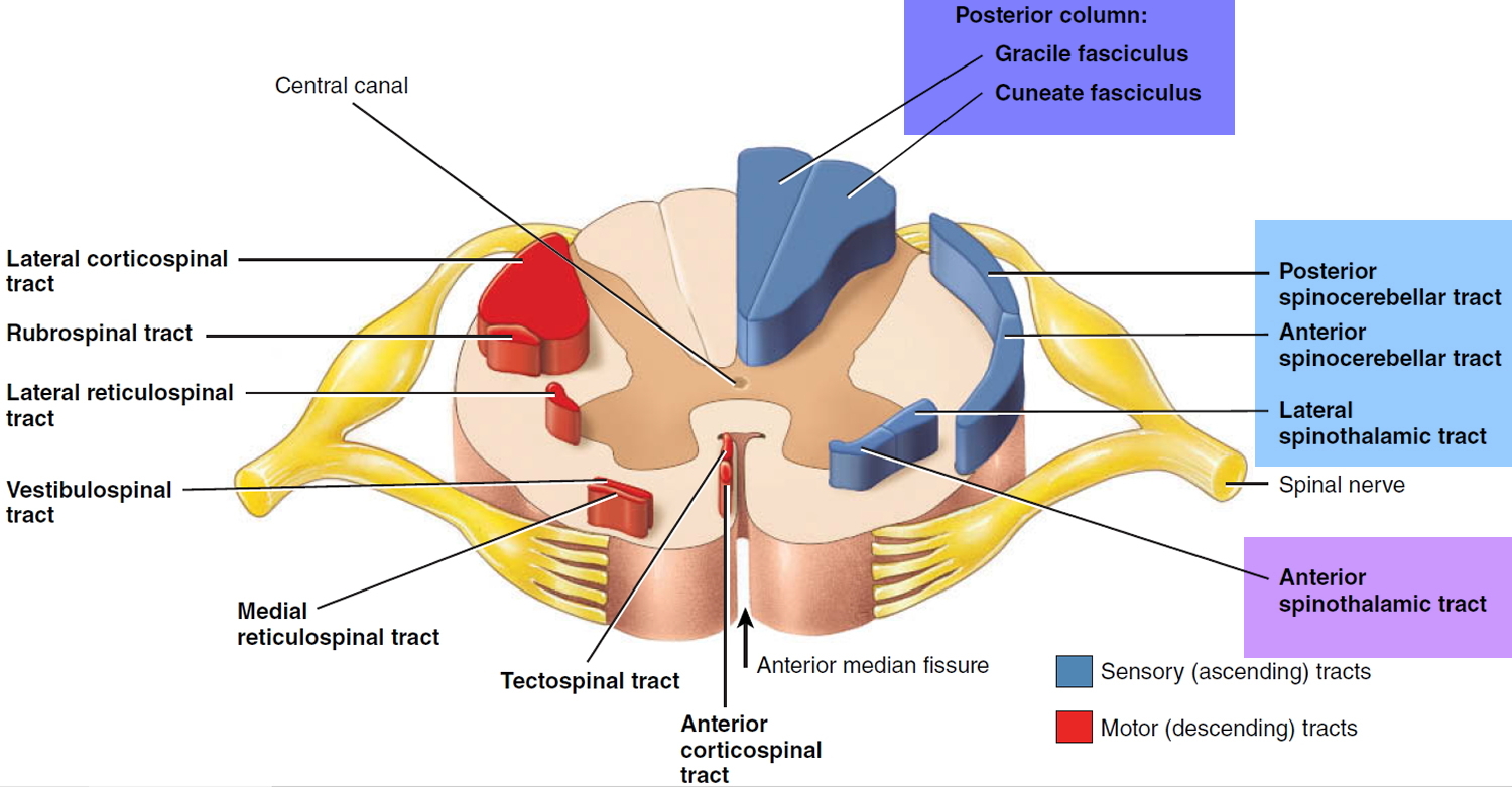 sensory nervous system - spinal cord