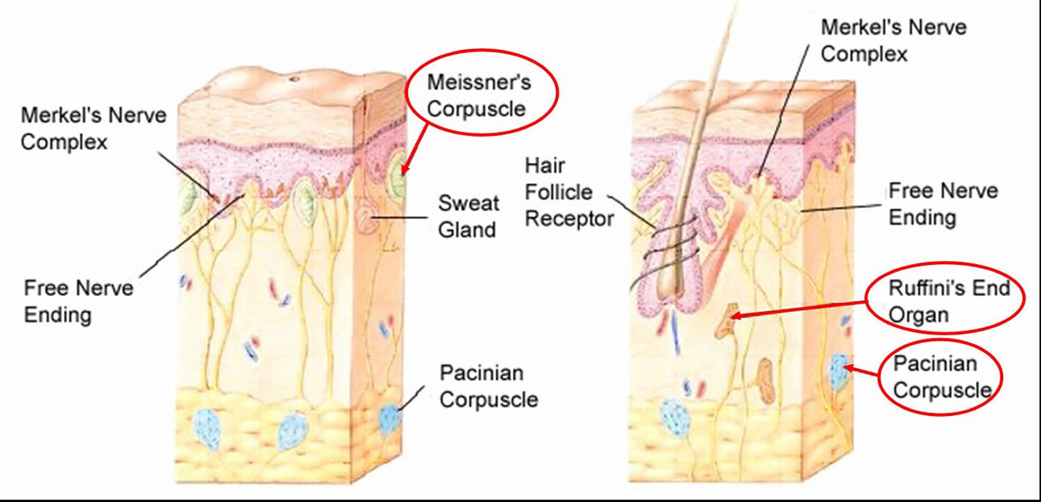 Which Type Of Sensory Receptors Detect Painful Stimuli