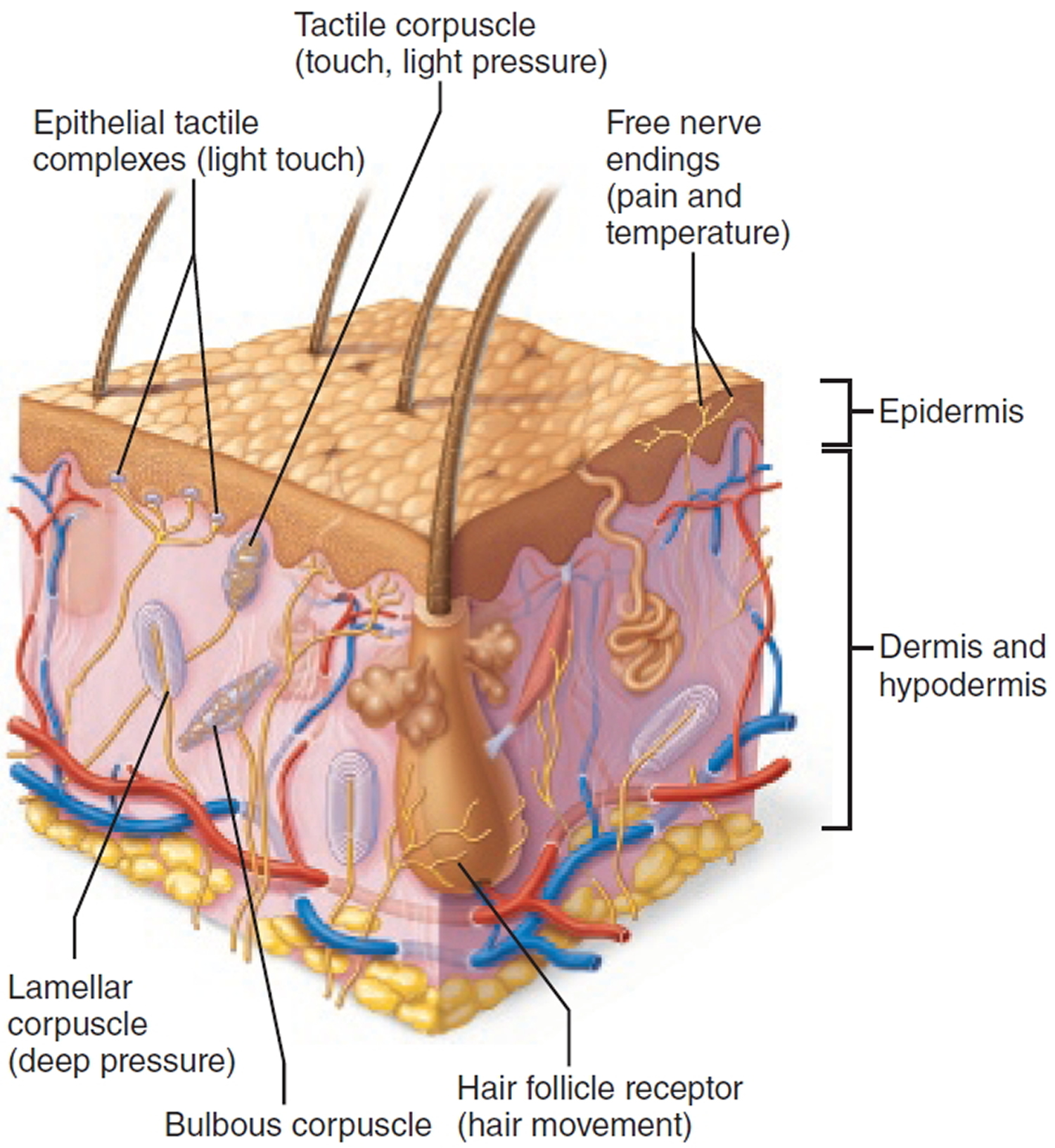 sensory-nervous-system-organs-and-functions