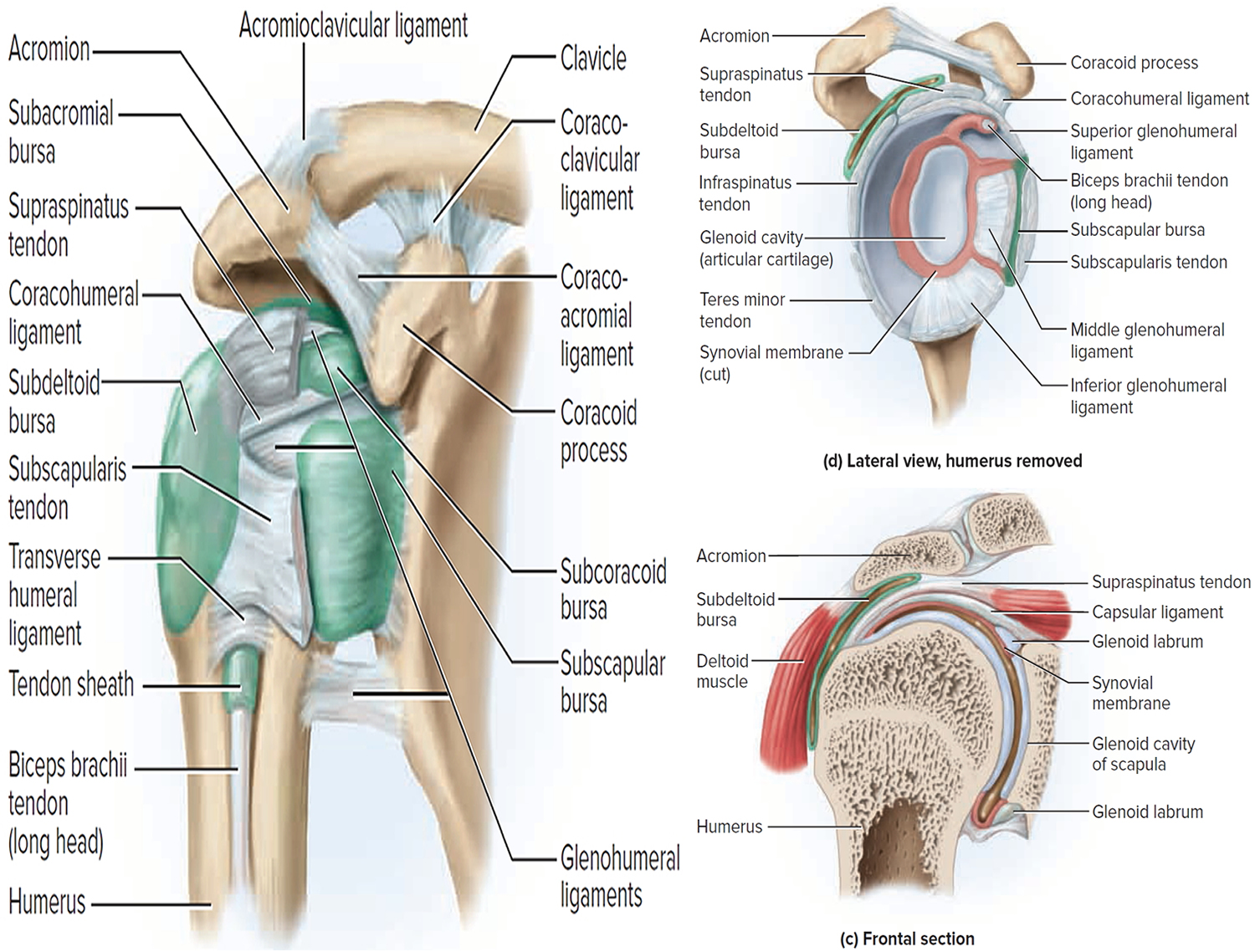 shoulder joint