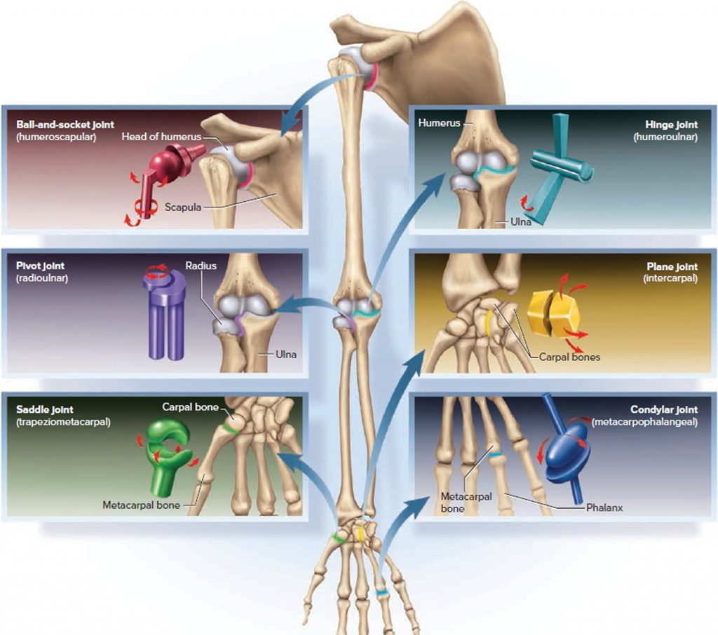 Types Classification Of Body Joints Cartilaginous Synovial Joint