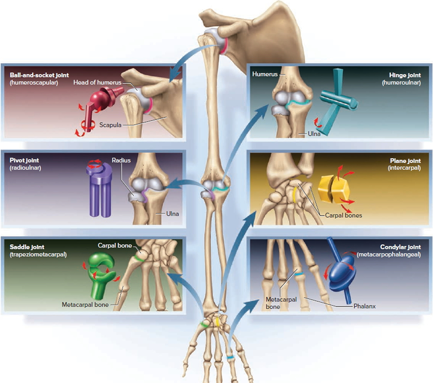 Types & Classification of Body Joints - Cartilaginous & Synovial Joint