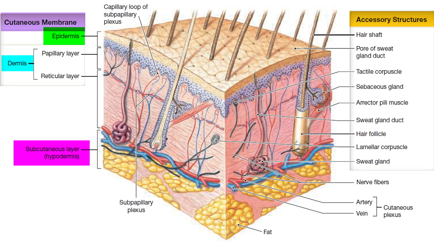 skin-functions-layers-cells-color-and-structure