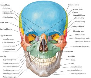 Human Skeleton - Skeletal System Function, Human Bones