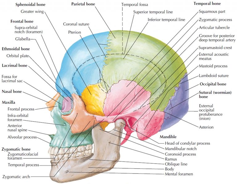 Human Skeleton - Skeletal System Function, Human Bones