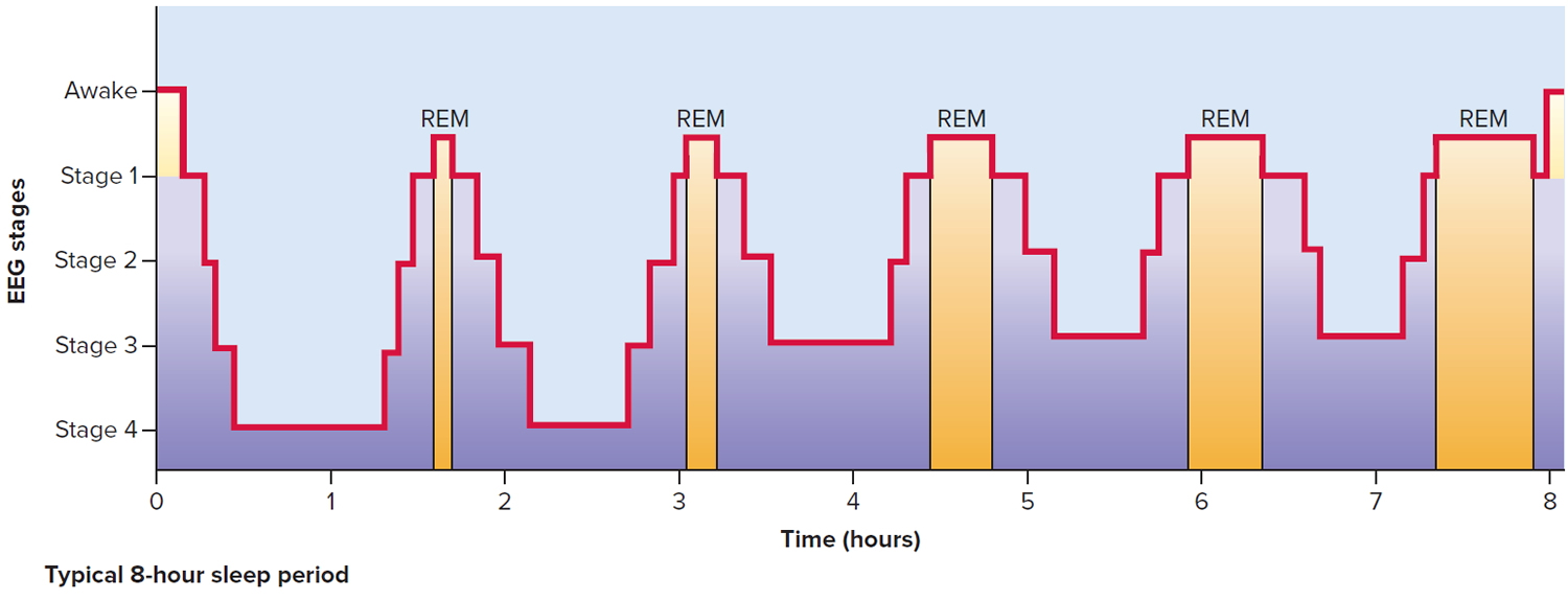 sleep stages and brain activity - 8 hour sleep cycle