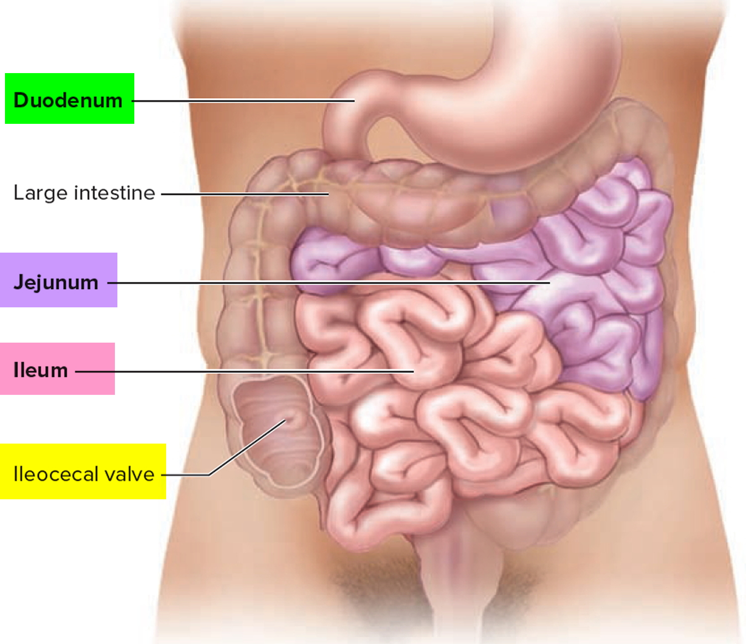 Small Intestine Meaning In Hindi