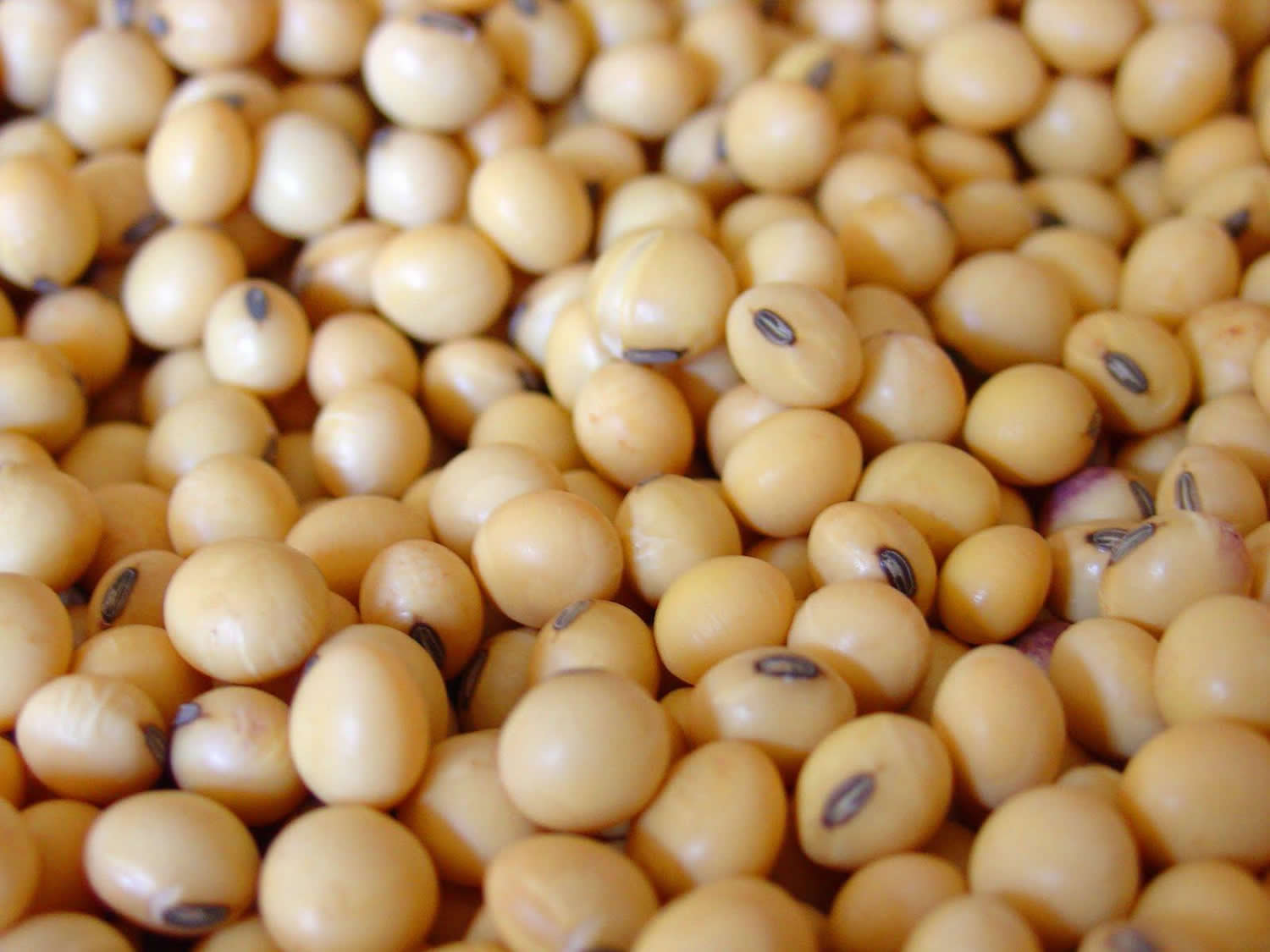 Is Soybean Oil Allergen Free