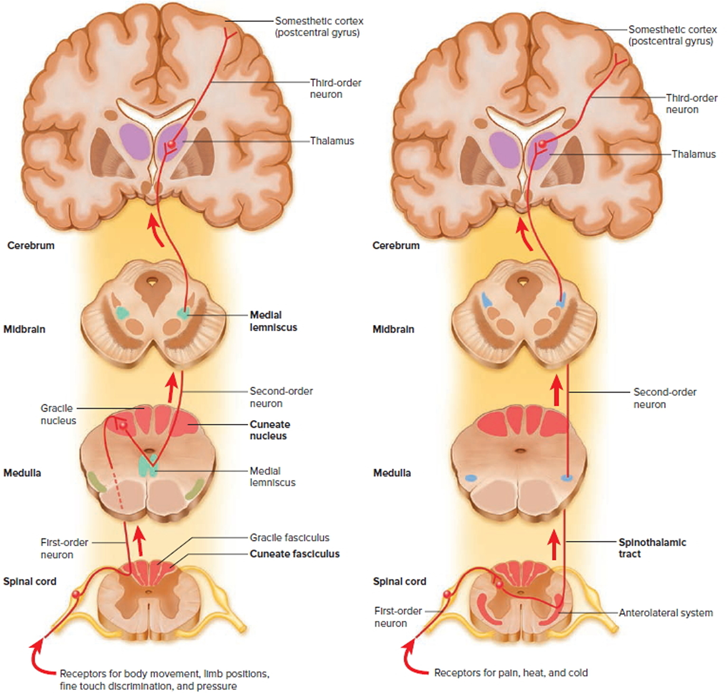 spinal cord ascending pathways to the brain