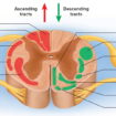 spinal cord tracts
