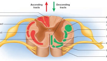 spinal cord tracts