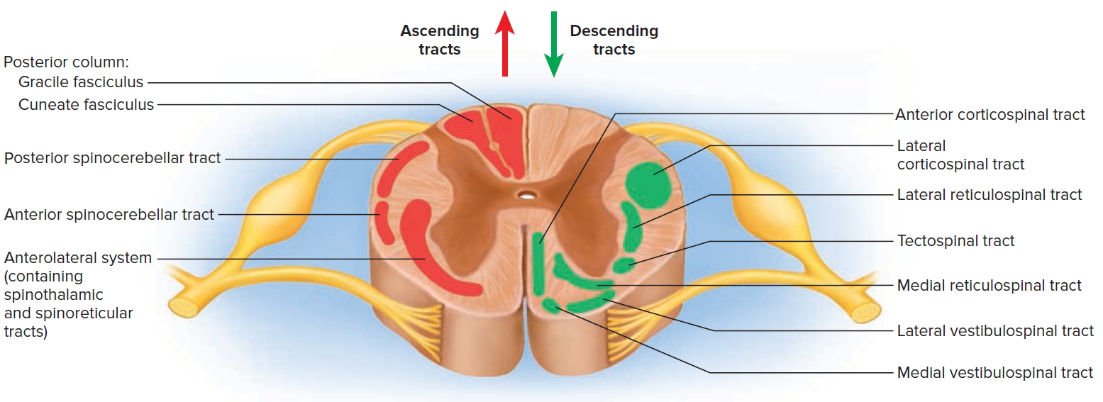 Spinal cord of a parts Spinal Cord: