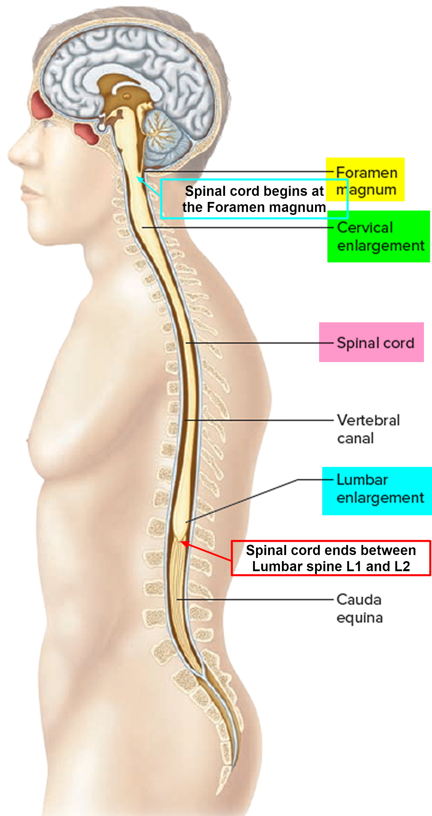 spinal cord