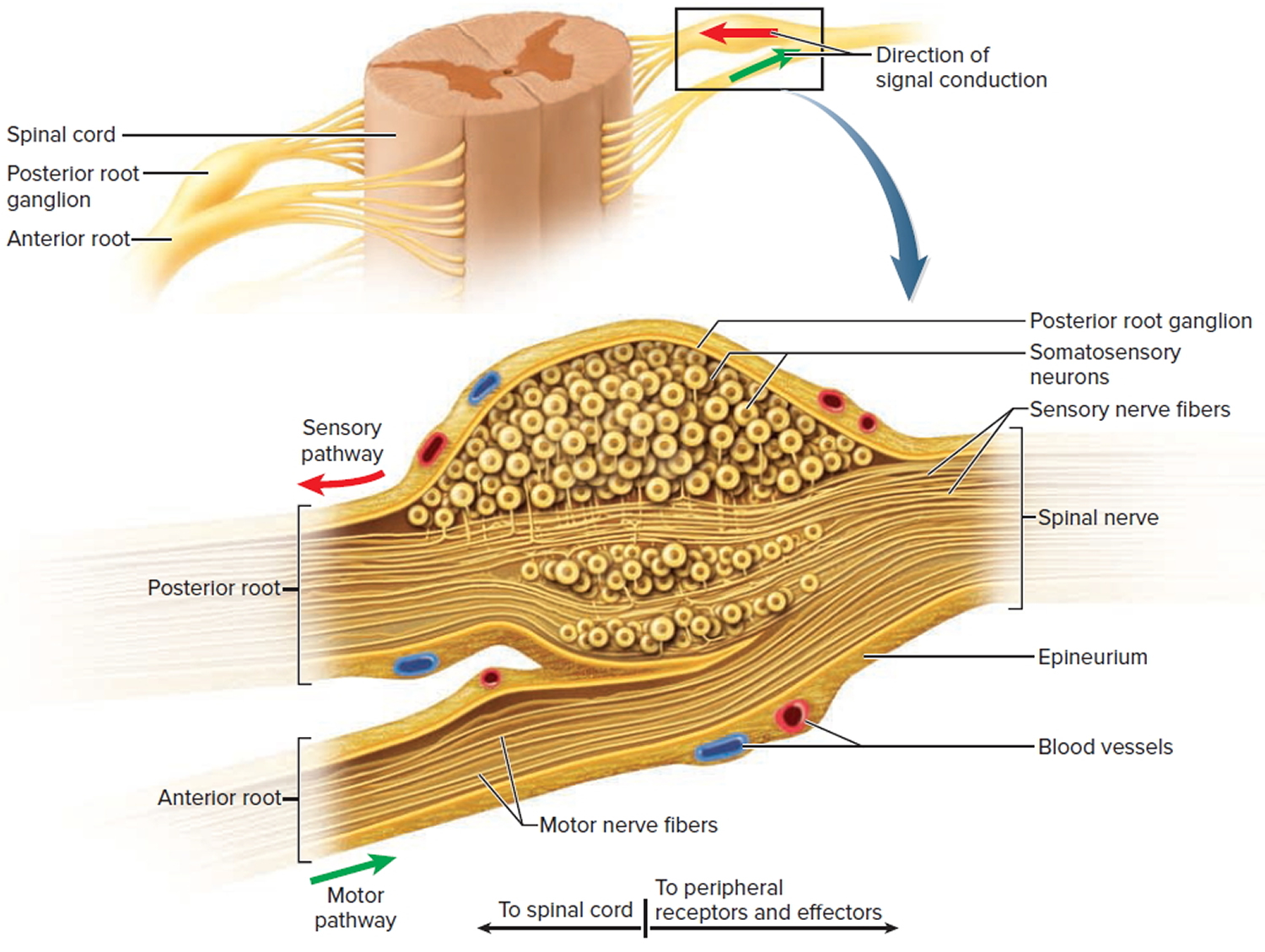 Spinal Cord Anatomy - Parts and Spinal Cord Functions