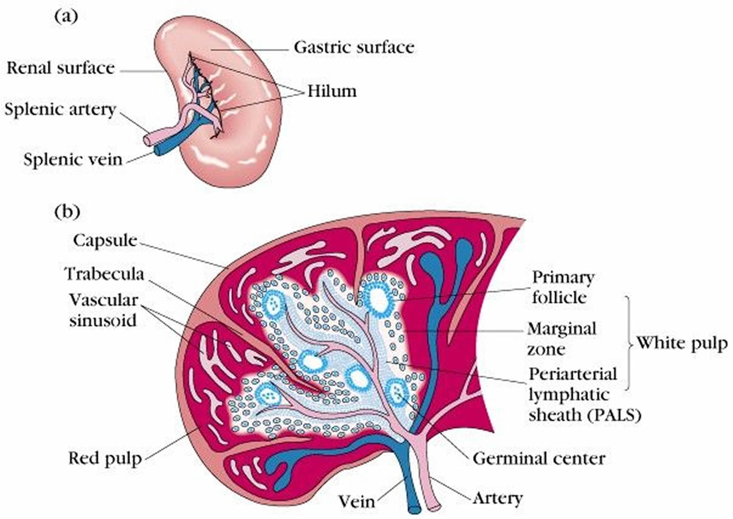 spleen-location-function-symptoms-of-enlarged-ruptured-spleen