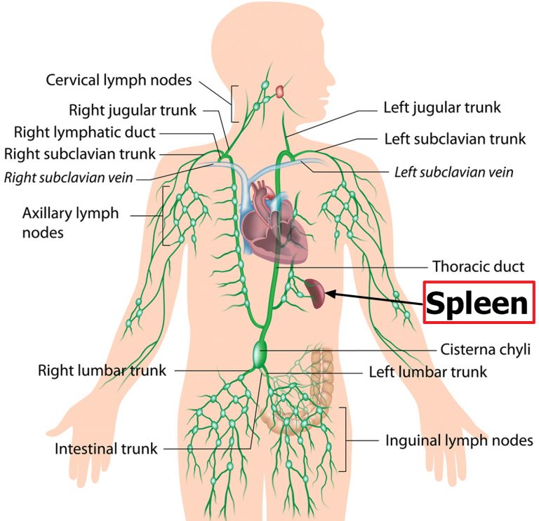 Enlarged liver spleen causes signs symptoms diet treatment