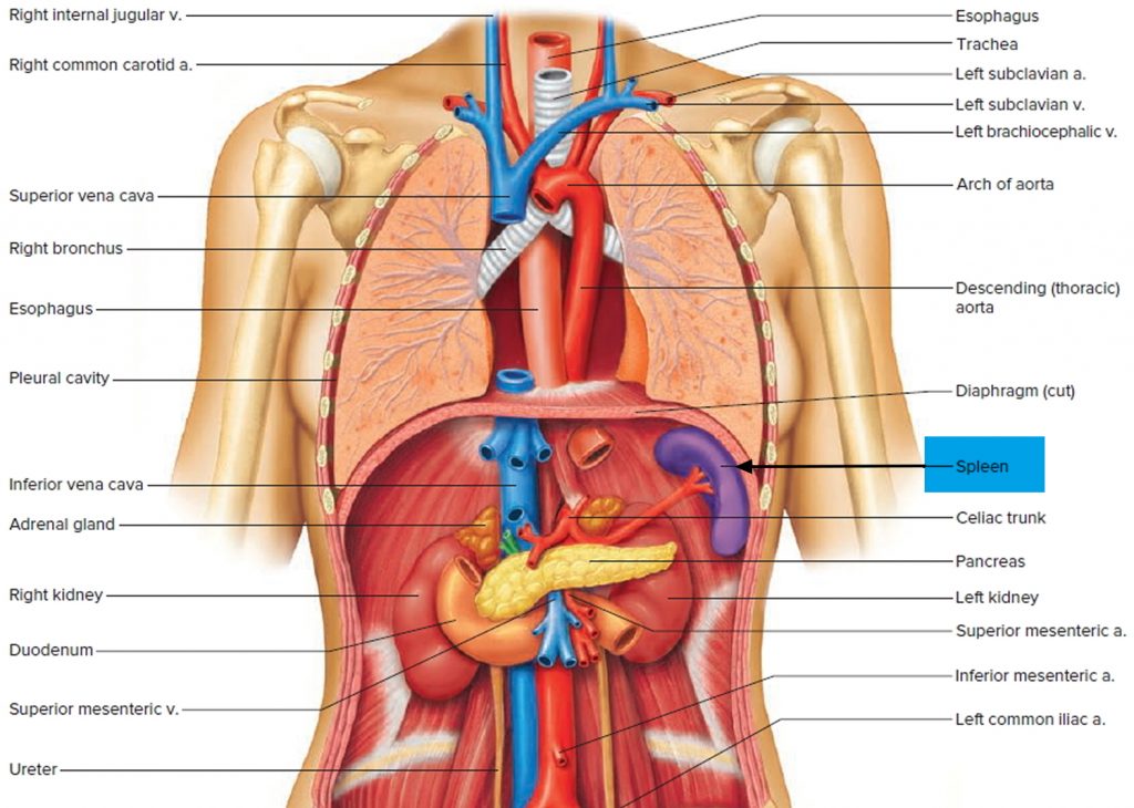 spleen-location-function-symptoms-of-enlarged-ruptured-spleen