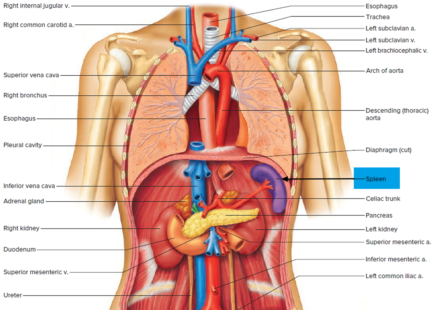 Spleen Location 