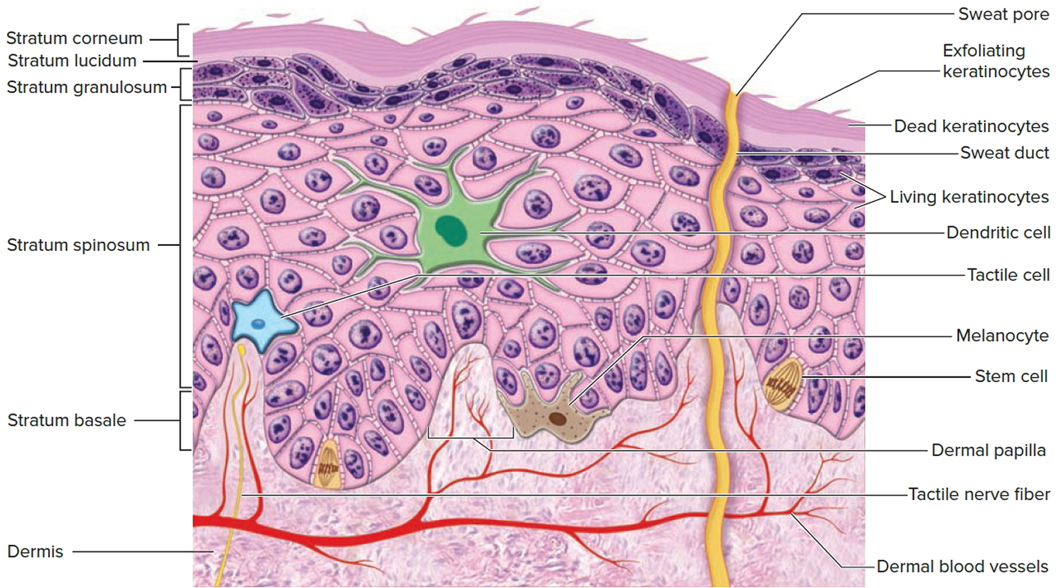 coloring page layers of the skin