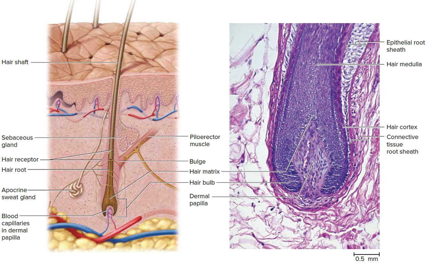 What is the structure of hair and how does it grow