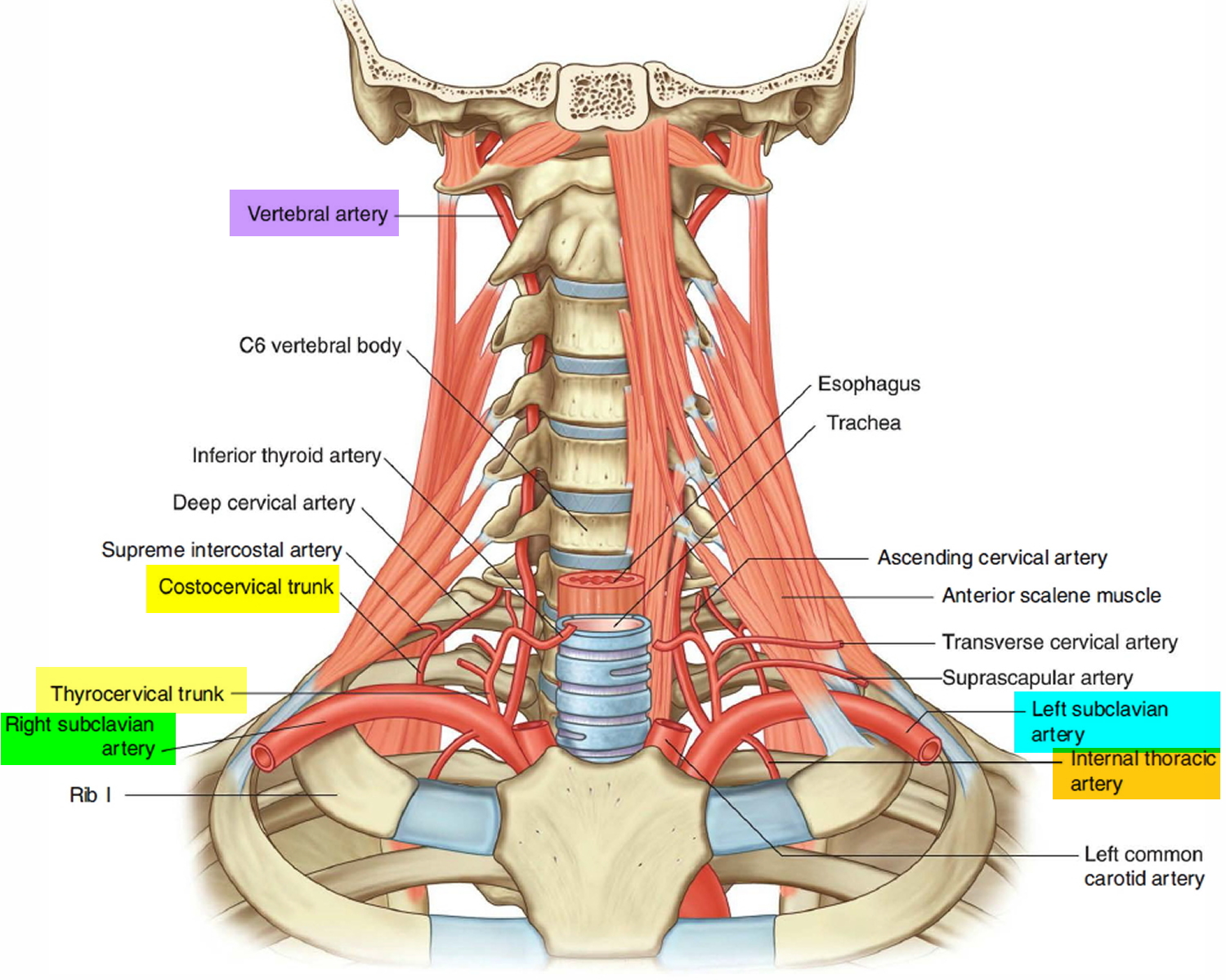 subclavian artery branches in the neck and head