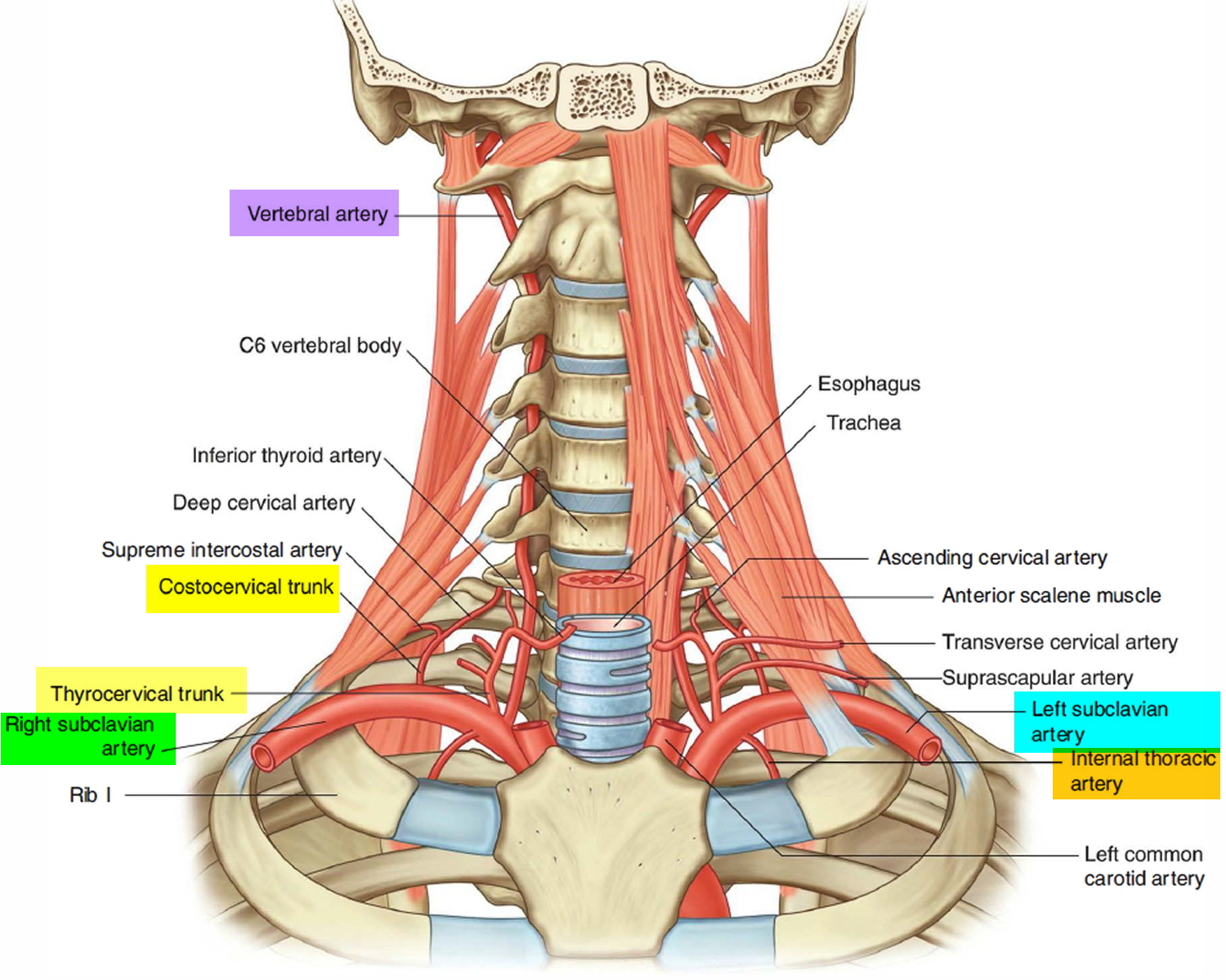 Left And Right Subclavian Artery Function Branches Stenosis