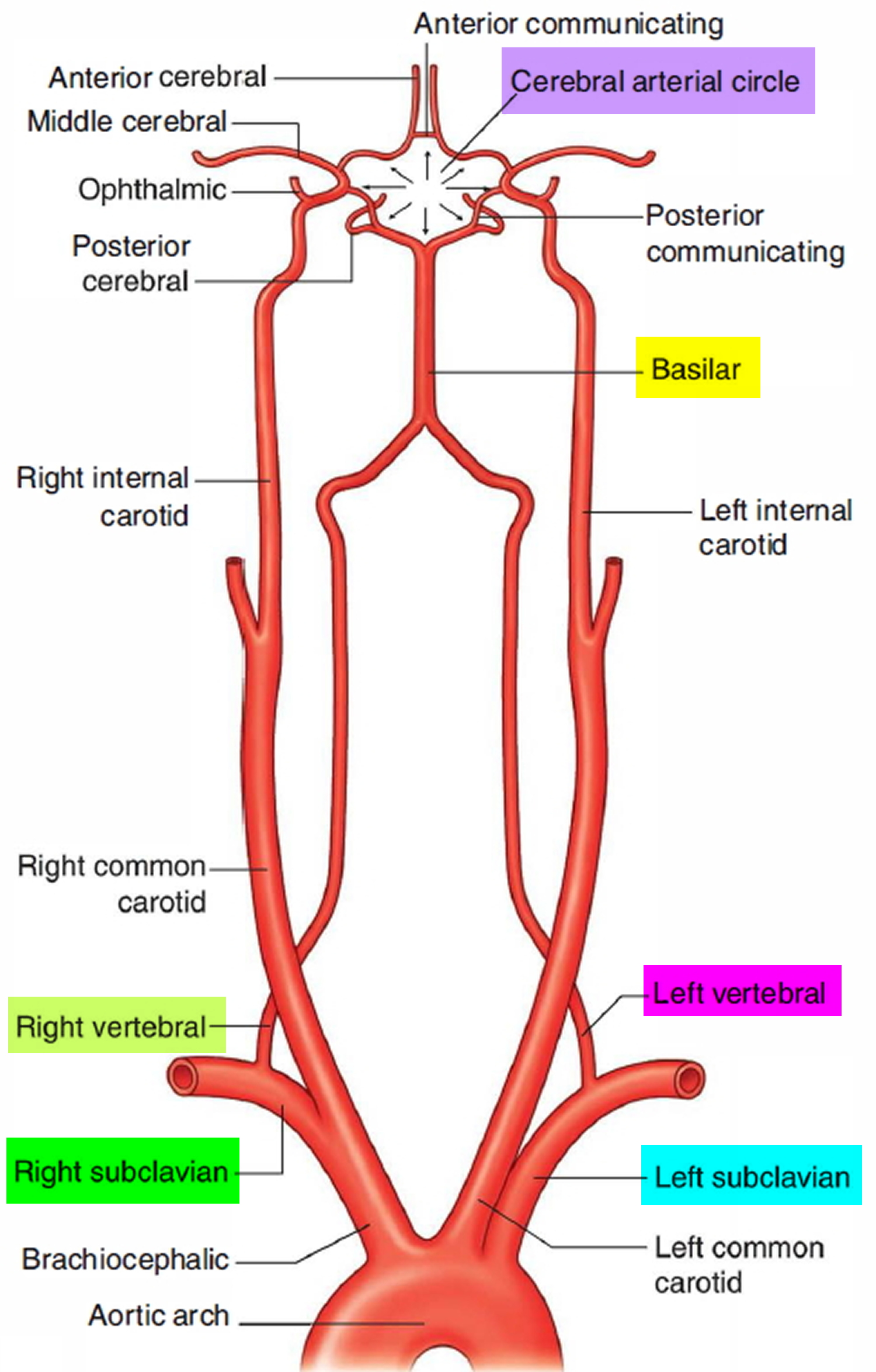 Vertebral Artery Segments Stenosis And Artery Dissection Symptoms 4199