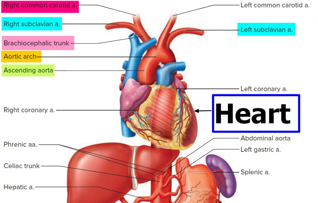 brachiocephalic-artery-and-its-branches-function-and-blood-supply