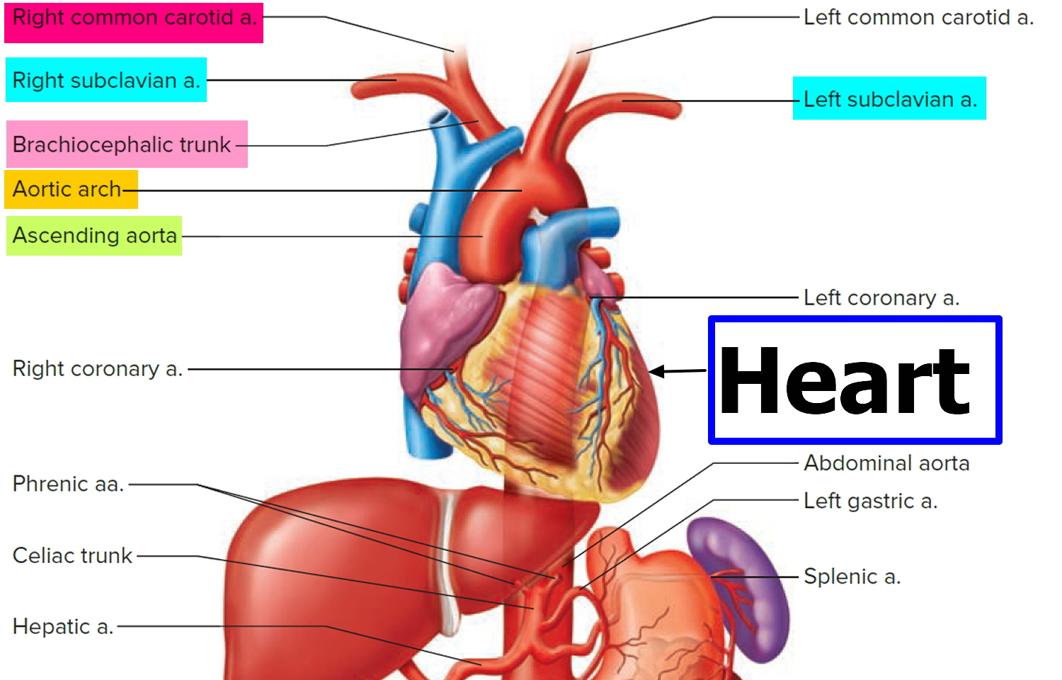 Left And Right Subclavian Artery Function Branches Stenosis