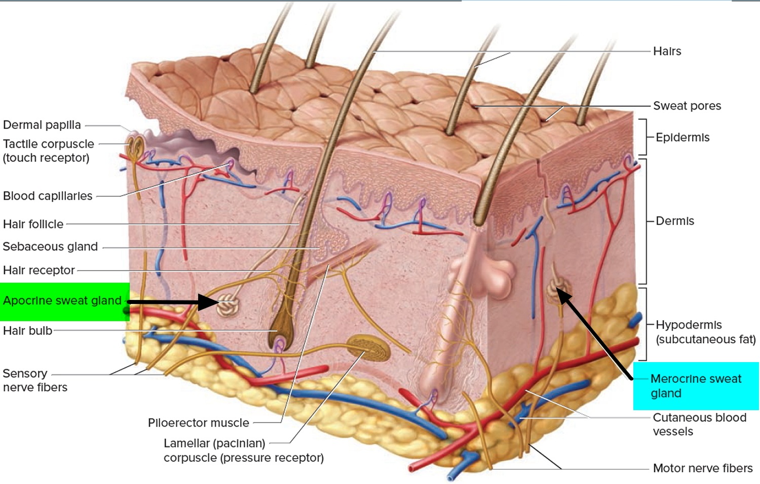 Where Do Sweat Glands Come From