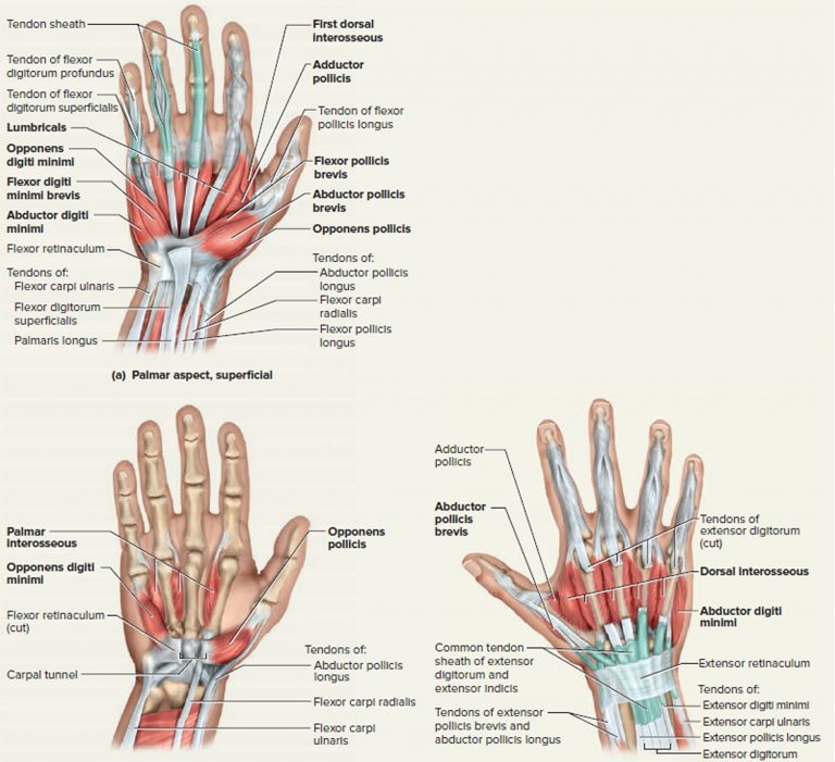 Tendon Function, Arm, Hand Tendons Leg and Achilles Tendons