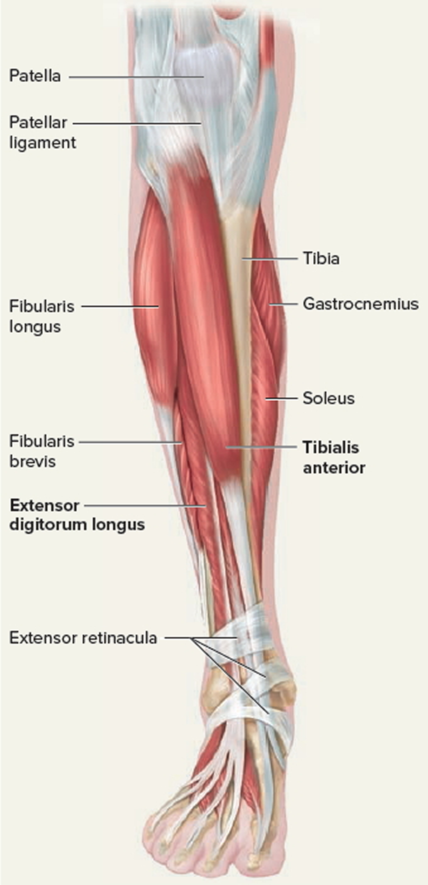 Leg Tendons 120