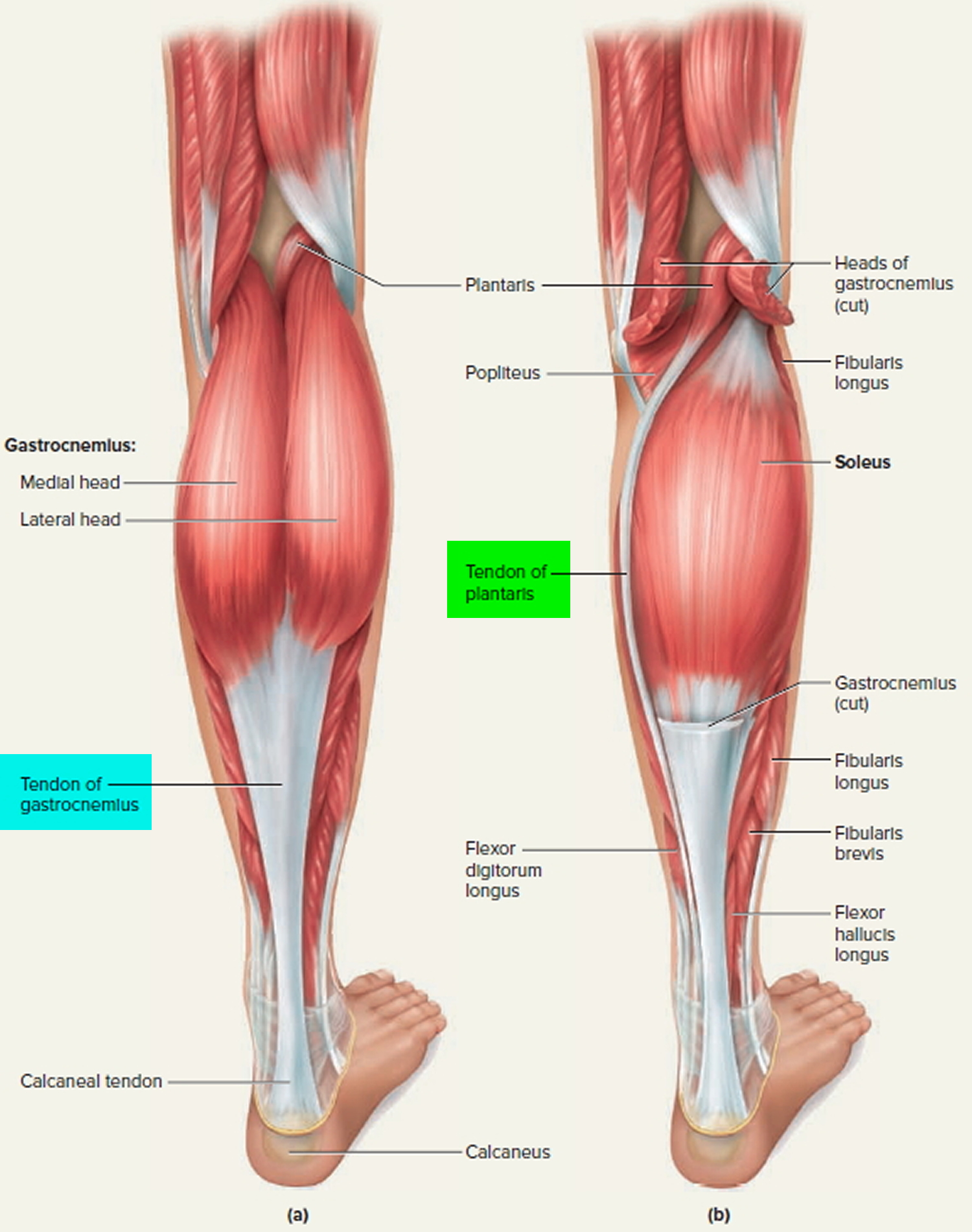 Leg Tendons 116