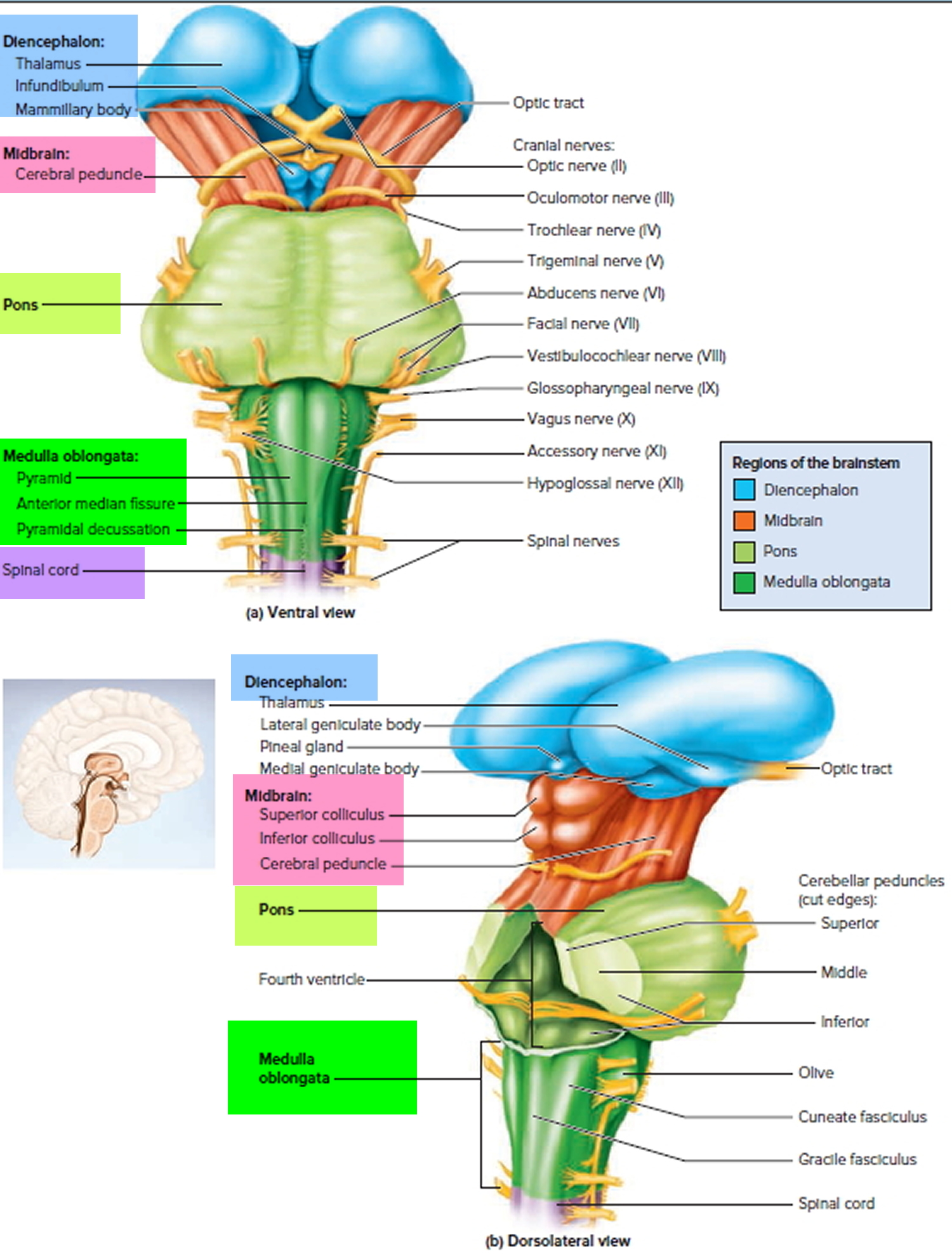 brain stem parts