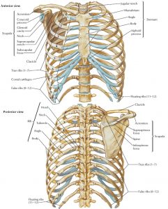 Human Skeleton - Skeletal System Function, Human Bones